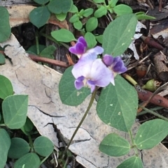 Glycine tabacina (Variable Glycine) at Hughes Grassy Woodland - 14 Mar 2020 by KL