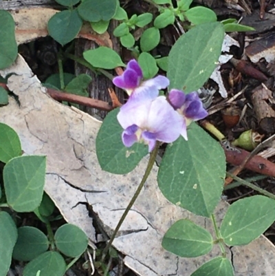 Glycine tabacina (Variable Glycine) at Red Hill to Yarralumla Creek - 14 Mar 2020 by KL