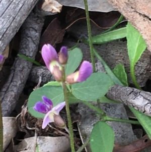 Glycine tabacina at Hughes, ACT - 14 Mar 2020 06:32 PM