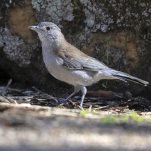 Colluricincla harmonica at Hackett, ACT - 13 Mar 2020 09:31 AM