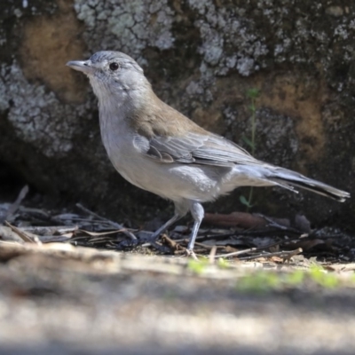 Colluricincla harmonica (Grey Shrikethrush) at ANBG - 12 Mar 2020 by Alison Milton