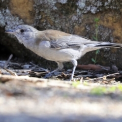 Colluricincla harmonica at Hackett, ACT - 13 Mar 2020 09:31 AM