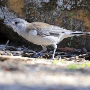 Colluricincla harmonica at Hackett, ACT - 13 Mar 2020 09:31 AM