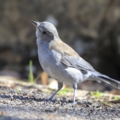 Colluricincla harmonica at Hackett, ACT - 13 Mar 2020