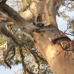 Callocephalon fimbriatum (Gang-gang Cockatoo) at Hughes Grassy Woodland - 14 Mar 2020 by KL