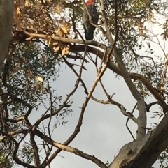 Callocephalon fimbriatum at Hughes, ACT - suppressed