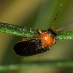 Heteromastix sp. (genus) (Soldier beetle) at Bruce Ridge to Gossan Hill - 8 Nov 2014 by Bron