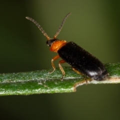 Heteromastix sp. (genus) at Bruce, ACT - 9 Nov 2014