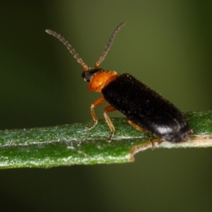 Heteromastix sp. (genus) at Bruce, ACT - 9 Nov 2014