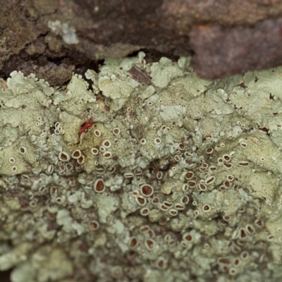 Parmeliaceae (family) (A lichen family) at Bruce Ridge - 9 Nov 2014 by Bron