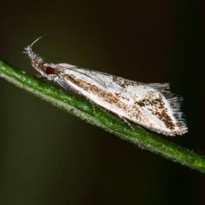 Thema (genus) (A Concealer moth) at Bruce Ridge - 9 Nov 2014 by Bron