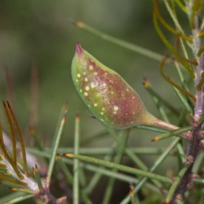 Hakea decurrens (Bushy Needlewood) at Bruce Ridge - 23 Nov 2013 by Bron