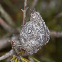 Hakea decurrens at Bruce, ACT - 23 Nov 2013