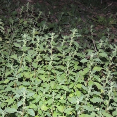 Dysphania pumilio (Small Crumbweed) at Yarralumla, ACT - 29 Feb 2020 by MichaelBedingfield