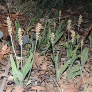Plantago varia at Yarralumla, ACT - 29 Feb 2020