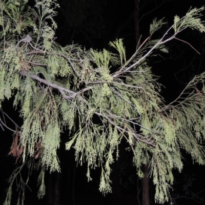 Exocarpos cupressiformis (Cherry Ballart) at Yarralumla, ACT - 29 Feb 2020 by michaelb