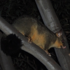 Trichosurus vulpecula at Yarralumla, ACT - 29 Feb 2020