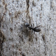 Anonychomyrma sp. (genus) (Black Cocktail Ant) at Lower Cotter Catchment - 13 Mar 2020 by Christine