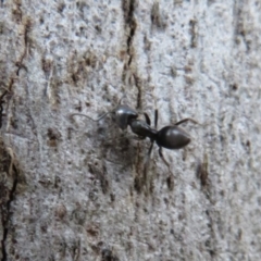 Anonychomyrma sp. (genus) (Black Cocktail Ant) at Cotter River, ACT - 13 Mar 2020 by Christine