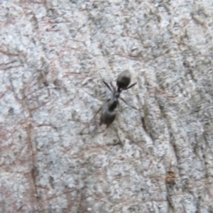 Anonychomyrma sp. (genus) at Cotter River, ACT - 13 Mar 2020