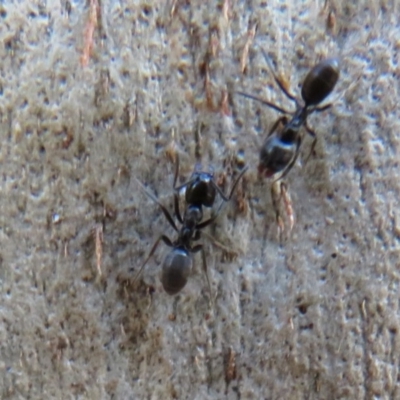 Anonychomyrma sp. (genus) (Black Cocktail Ant) at Cotter River, ACT - 13 Mar 2020 by Christine