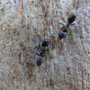 Anonychomyrma sp. (genus) at Cotter River, ACT - 13 Mar 2020