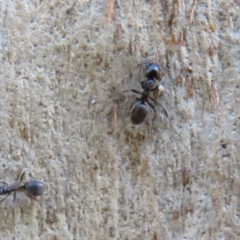 Anonychomyrma sp. (genus) at Cotter River, ACT - 13 Mar 2020