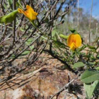 Zornia dyctiocarpa var. dyctiocarpa (Zornia) at Tuggeranong Hill - 14 Mar 2020 by Owen