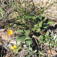 Zornia dyctiocarpa var. dyctiocarpa at Theodore, ACT - 14 Mar 2020