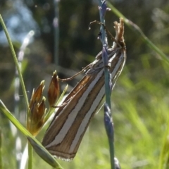 Hednota bivittella (Webworm) at Tuggeranong Hill - 14 Mar 2020 by Owen