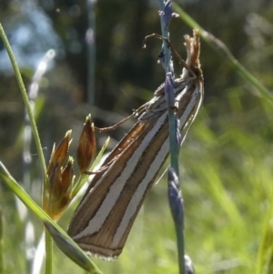 Hednota bivittella at Theodore, ACT - 15 Mar 2020