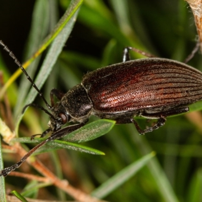 Homotrysis cisteloides (Darkling beetle) at Bruce, ACT - 9 Nov 2014 by Bron