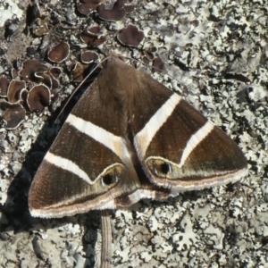 Grammodes oculicola at Theodore, ACT - 11 Mar 2020