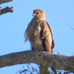 Haliastur sphenurus (Whistling Kite) at Coree, ACT - 12 Mar 2020 by Christine