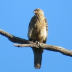 Haliastur sphenurus at Coree, ACT - 13 Mar 2020