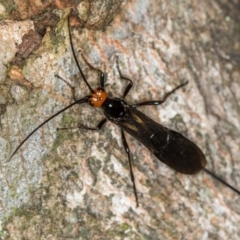 Braconidae (family) (Unidentified braconid wasp) at Bruce, ACT - 13 Feb 2016 by Bron