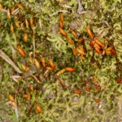 Bryaceae (family) (A moss) at Bruce Ridge to Gossan Hill - 9 Nov 2014 by Bron