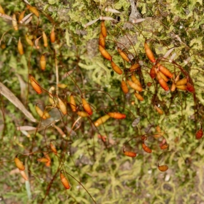 Bryaceae (family) (A moss) at Bruce Ridge - 9 Nov 2014 by Bron