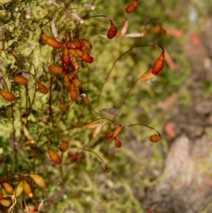 Bryaceae (family) at Bruce, ACT - 9 Nov 2014 12:00 PM