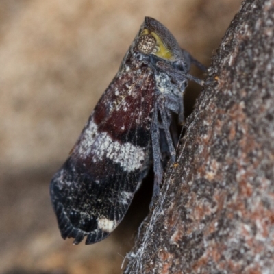 Platybrachys decemmacula (Green-faced gum hopper) at Bruce Ridge to Gossan Hill - 9 Nov 2014 by Bron