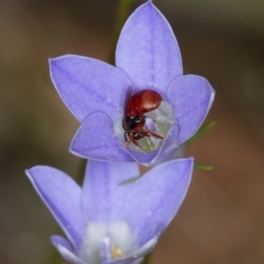 Exoneura sp. (genus) (A reed bee) at Bruce Ridge - 9 Nov 2014 by Bron