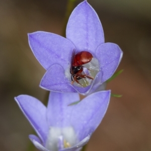 Exoneura sp. (genus) at Bruce, ACT - 9 Nov 2014 12:04 PM