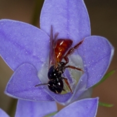 Exoneura sp. (genus) at Bruce, ACT - 9 Nov 2014 12:04 PM