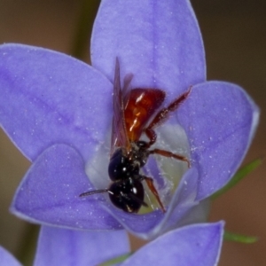 Exoneura sp. (genus) at Bruce, ACT - 9 Nov 2014