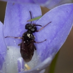 Pergidae sp. (family) (Unidentified Sawfly) at Bruce Ridge - 9 Nov 2014 by Bron