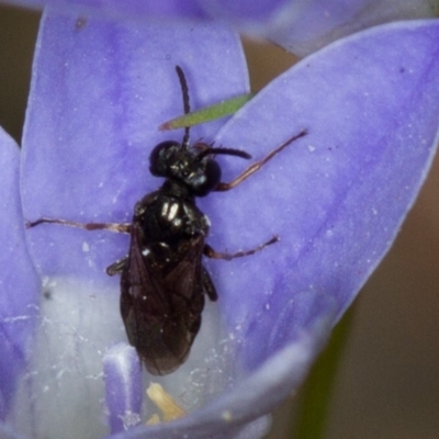 Pergidae sp. (family) (Unidentified Sawfly) at Bruce Ridge - 9 Nov 2014 by Bron