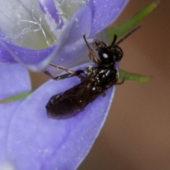 Pergidae sp. (family) at Bruce, ACT - 9 Nov 2014