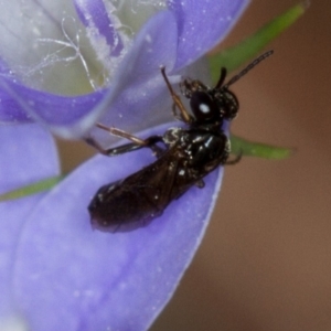 Pergidae sp. (family) at Bruce, ACT - 9 Nov 2014