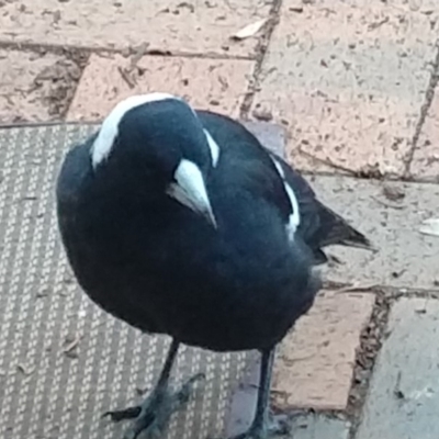 Gymnorhina tibicen (Australian Magpie) at Greenleigh, NSW - 15 Mar 2020 by LyndalT