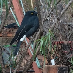 Strepera graculina (Pied Currawong) at Greenleigh, NSW - 15 Mar 2020 by LyndalT